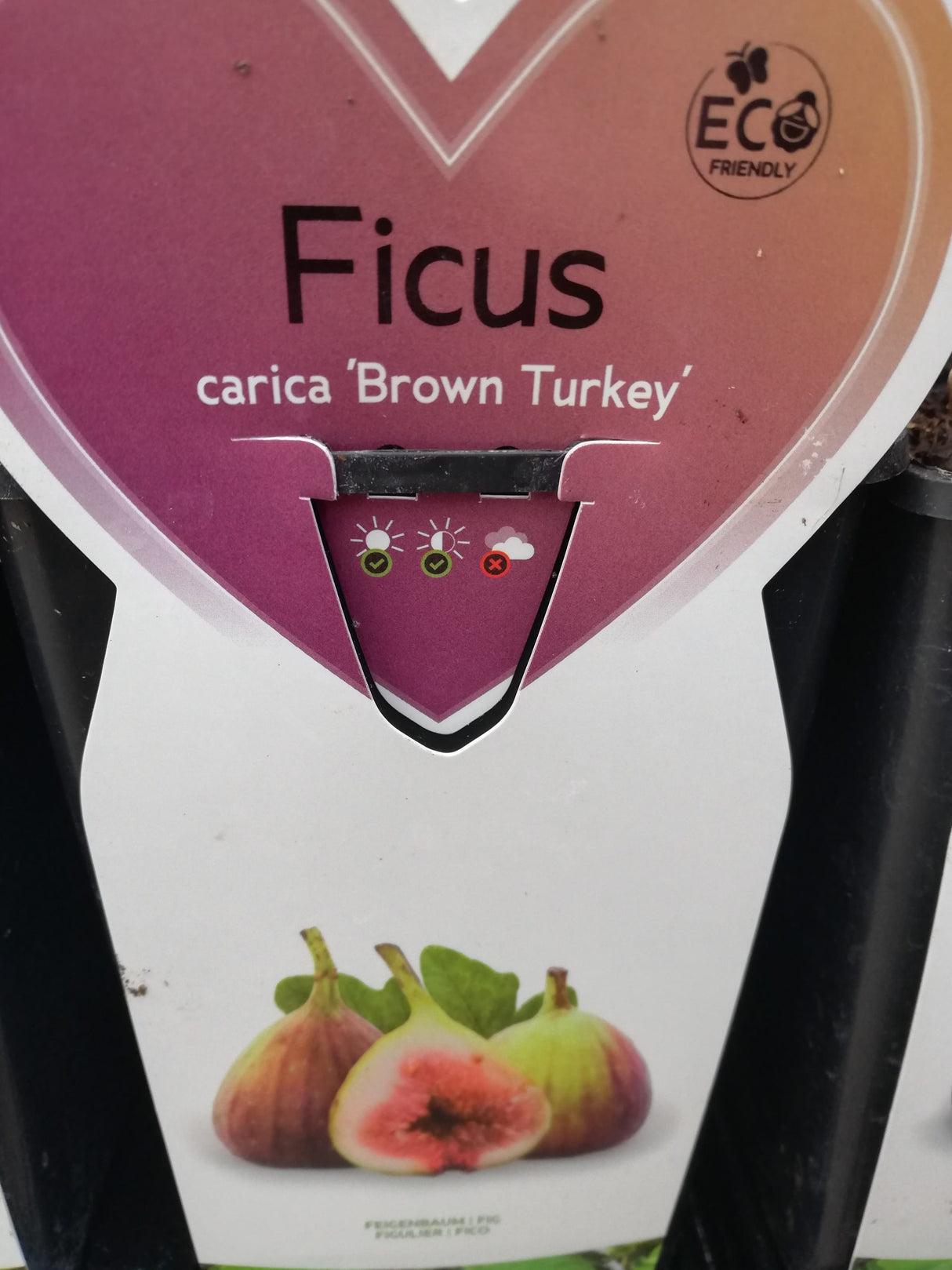 Figuier BIO - Ficus carica 'Brown Turkey' en pot de 2 litres 