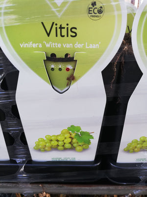 Druif wit wijn & eet Vitis vinifera 'Witte van der Laan' in 2 liter pot