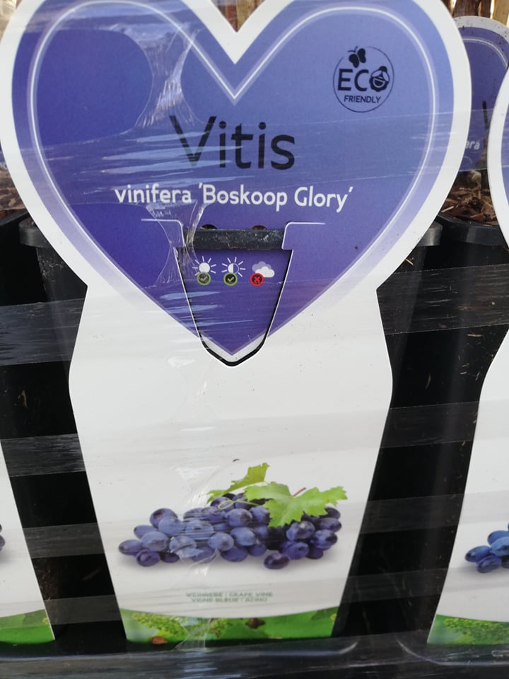 Druif rood wijn & eet Vitis vinifera 'Boskoop Glory' in 2 liter pot