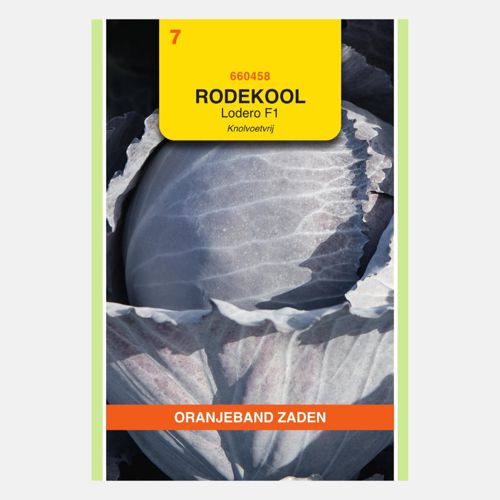 Chou rouge Lodero F1 Clubroot gratuit - contenu : 30 graines