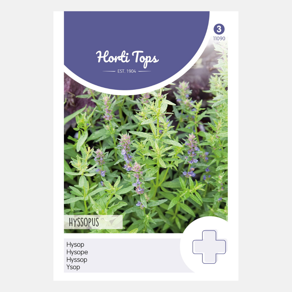 Hyssop