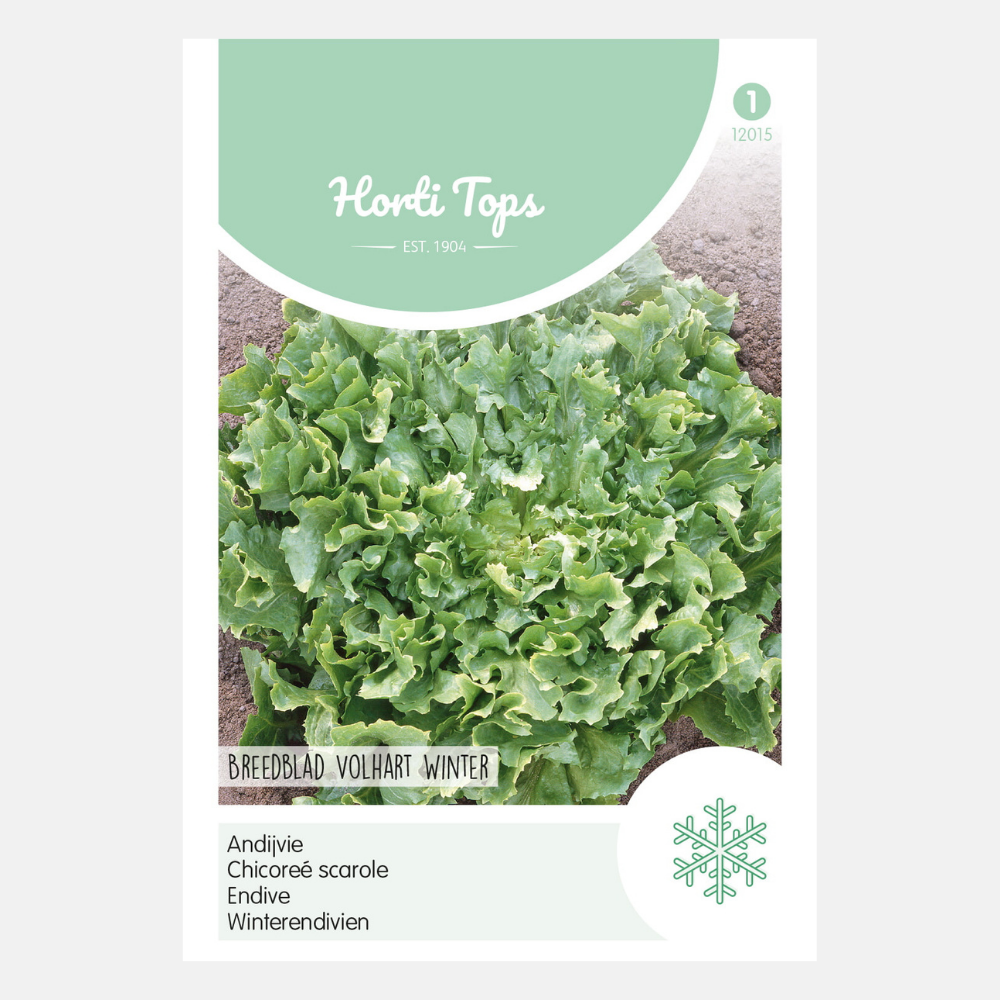 Endive Broadleaf Volhart Winter - contenu: 3 grammes