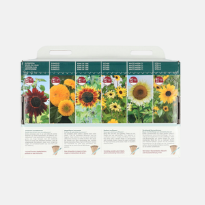 Buzzy® Collection 6 Tournesols