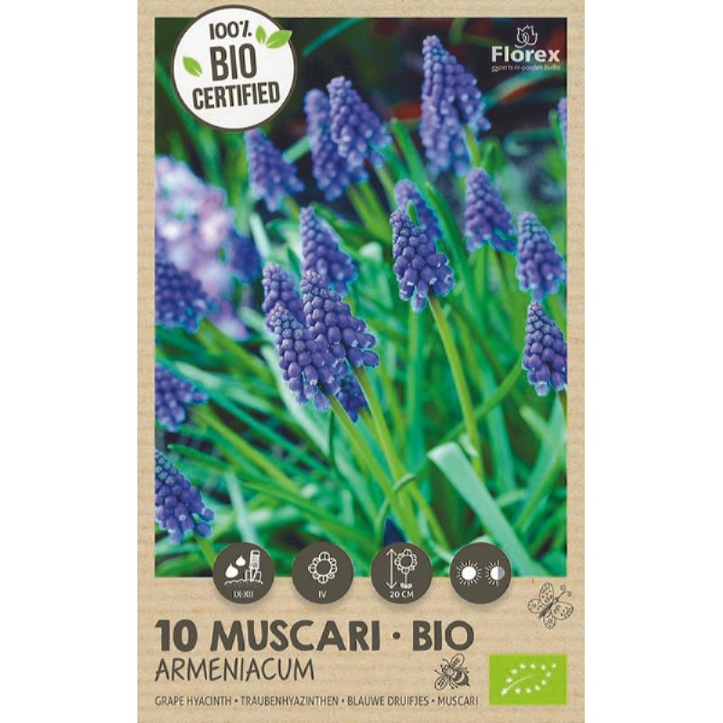 Muscari (Blaue Trauben) Armeniacum BIO - 10 Stück