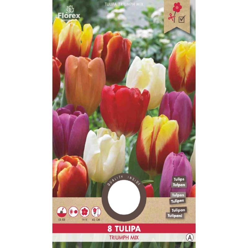 Tulipe Triumph Mixte 12/+ 8 pièces