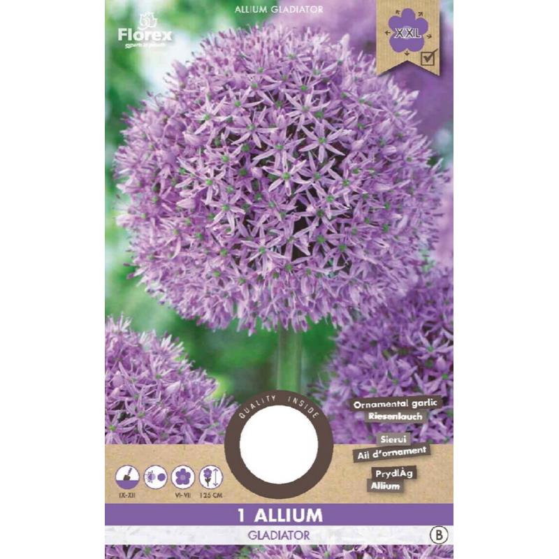 Allium (Zierzwiebel) Gladiator - 1 Stück