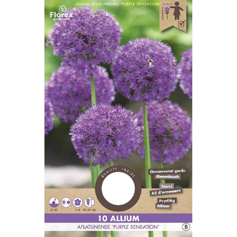 Allium (Zierzwiebel) Purple Sensation 10/12 10 Stück