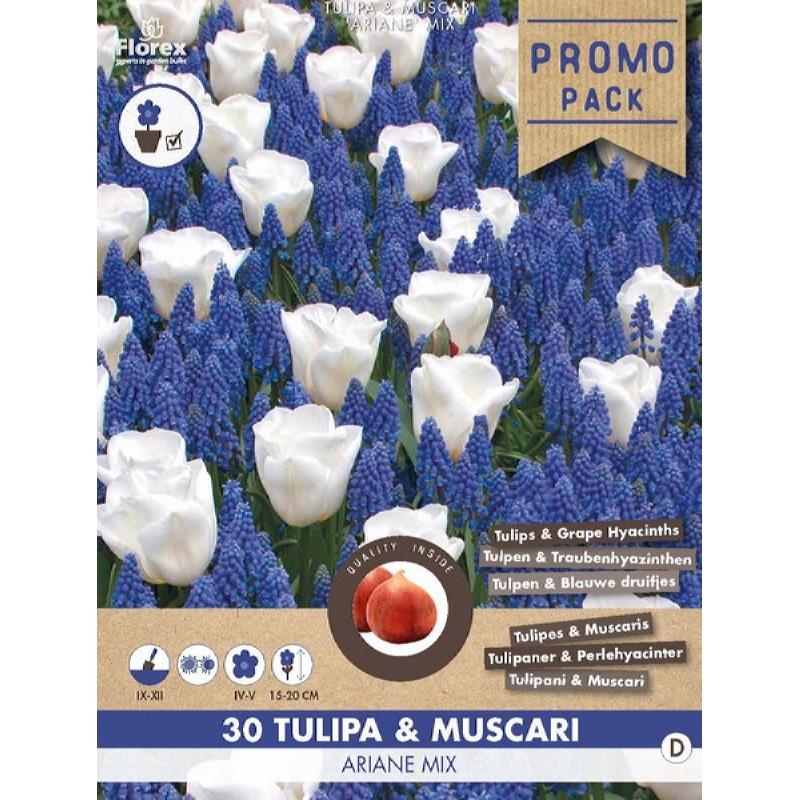 Tulpen- und Muscari-Ariane-Mischung – 30 Stück