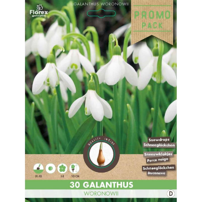 Emballage en vrac Galanthus Woronowii (Perce-neige) 5/6 (30 pièces)