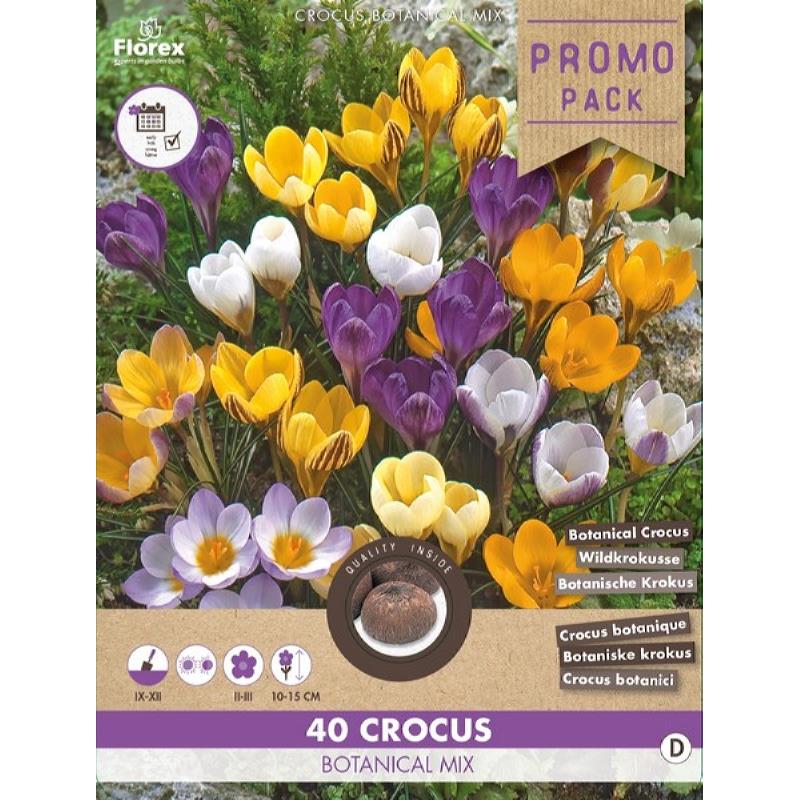 Botanische krokussen mix - 40 stuks