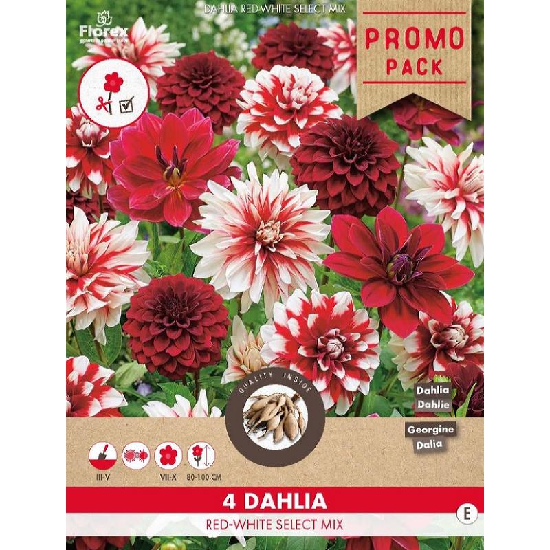 Dahlia Rouge/Blanc - Select mix 4 pcs