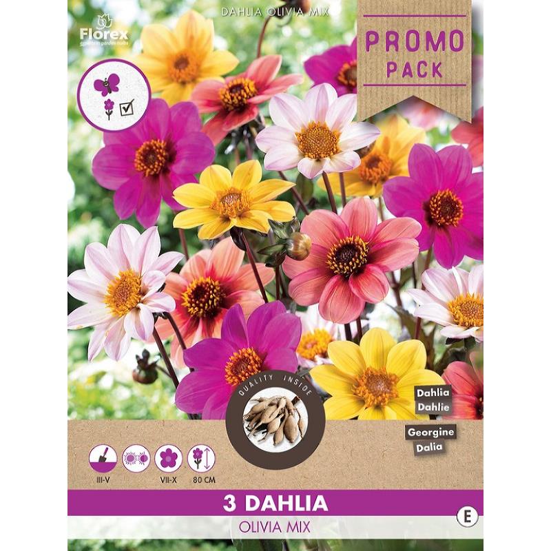 Dahlia Mignon Happy Single Olivia mix 3st