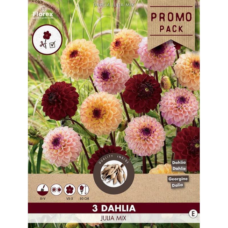 Dahlia Pompon Julia Mix 3 pcs