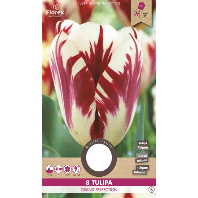 Tulp Grand Perfection - 8 stuks