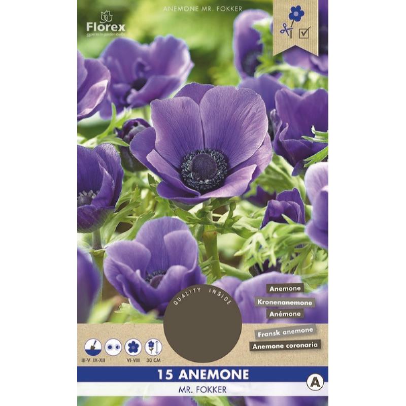 Anemone Mr. Fokker Blauw 5/6 15st