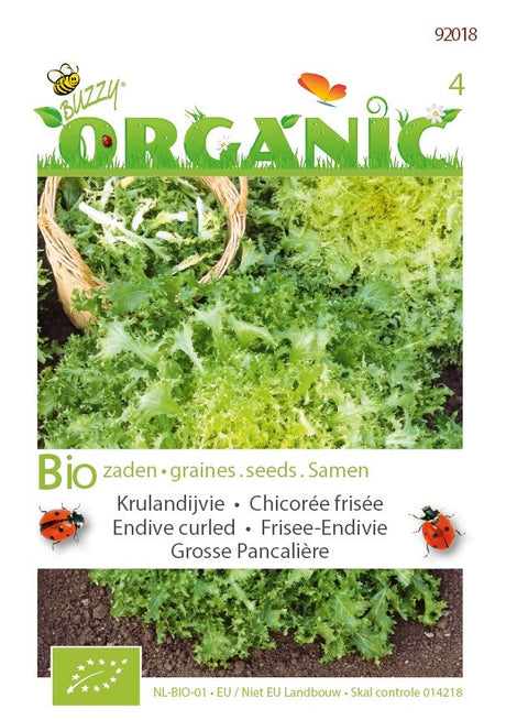 Krulandijvie PancaliÂŠre BIO te koop op Moestuinweetjes.com