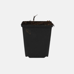 Strawberry Raspberry - Bare Root