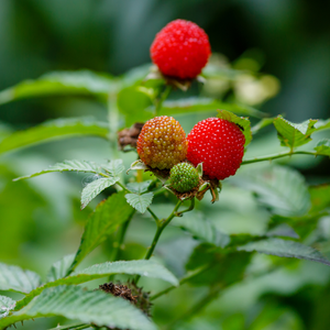 Strawberry Raspberry - Bare Root