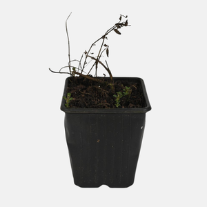 Fraise Menthe - Pot P9