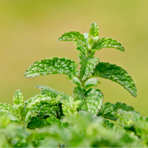 Fraise Menthe - Pot P9