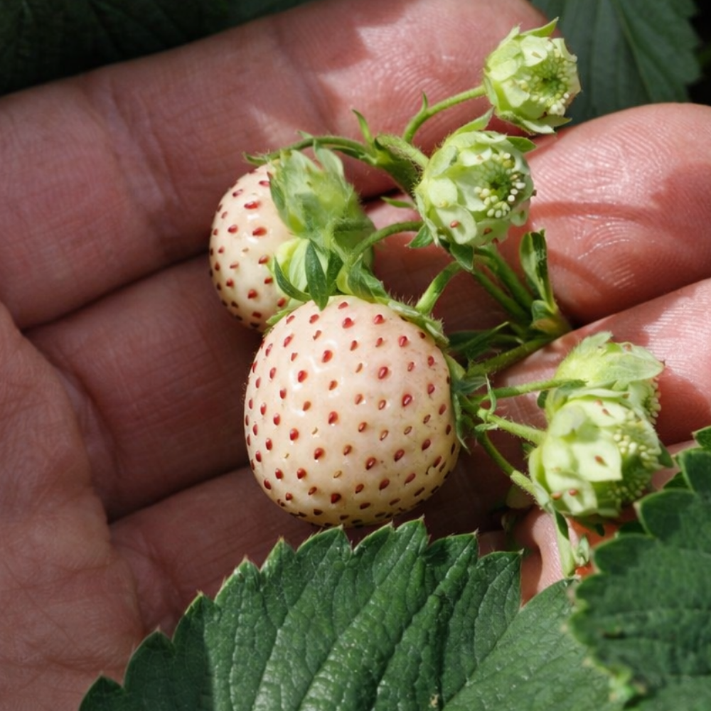 Witte aardbei 'Snow White - P9 pot