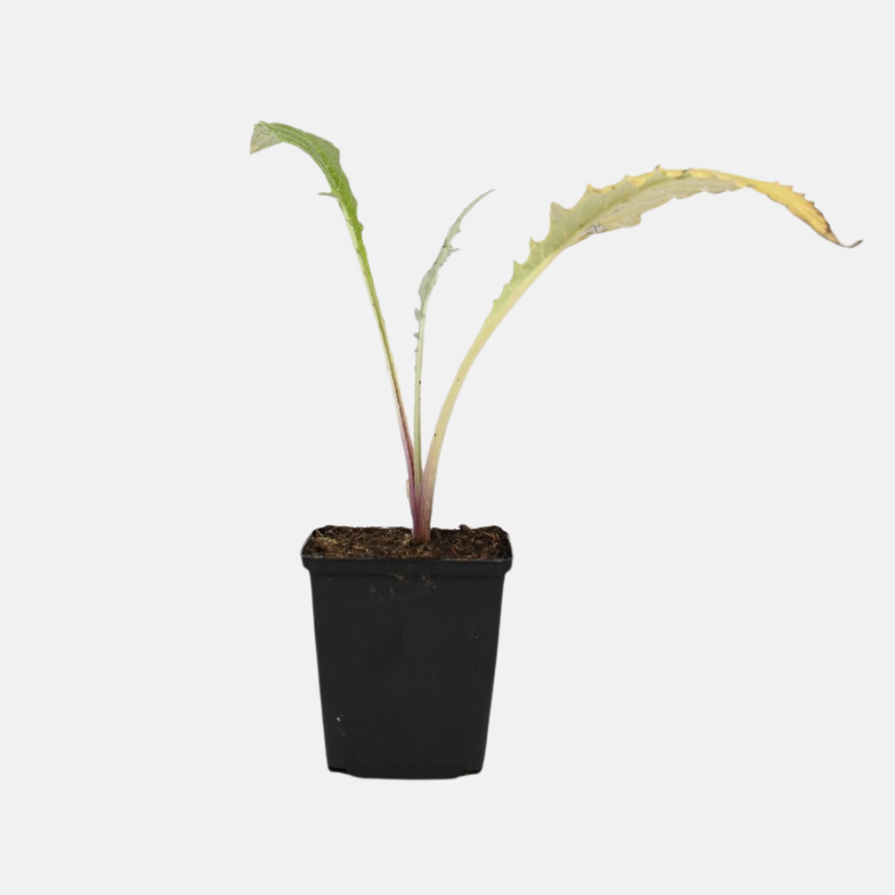 Artichaut 'Imperial Star' - Pot P9