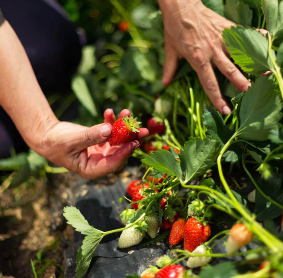 Colis fraises pleine terre, plants de 2 m² et tout le matériel de culture