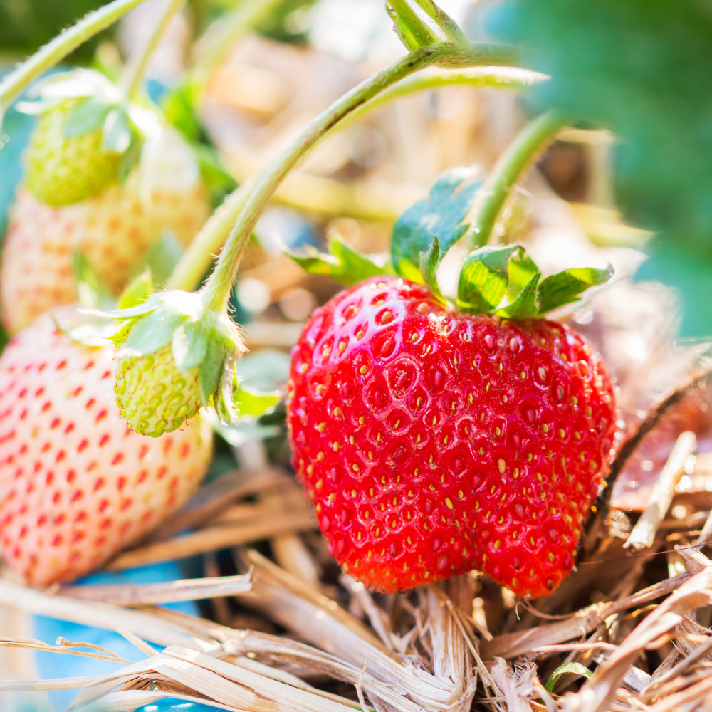 Aardbeiplanten frigo laat 'Ravellia' BIO - 10 stuks