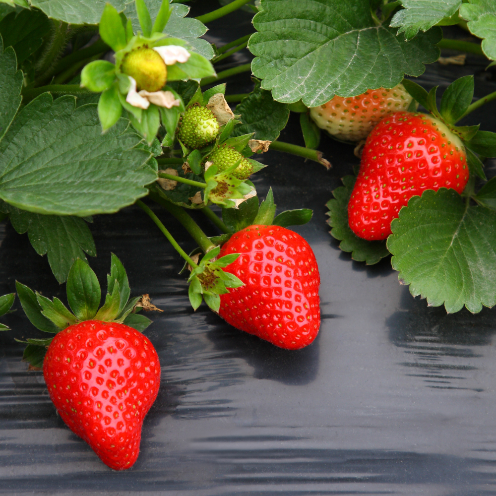 Aardbeiplanten frigo middenvroeg 'Sonsation' BIO - 10 stuks