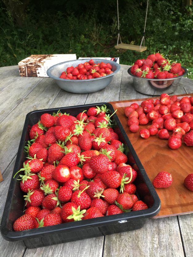 Rek voor 6 BEEKENKAMP aardbeien bakken met trosondersteuning (zonder bakken)