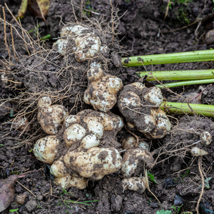 Topinambour (Helianthus tuberosus) - 5 tubercules 
