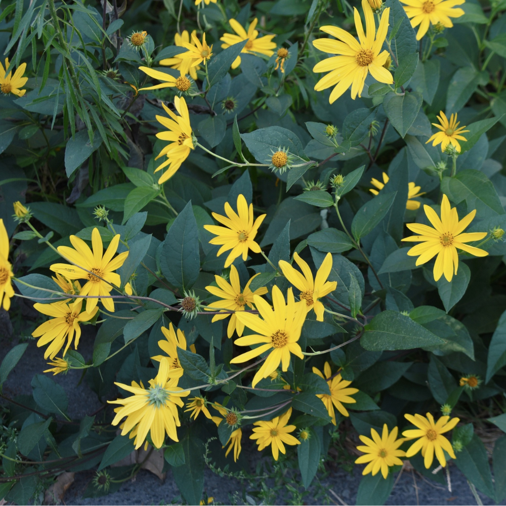Topinambour (Helianthus tuberosus) - 5 tubercules 