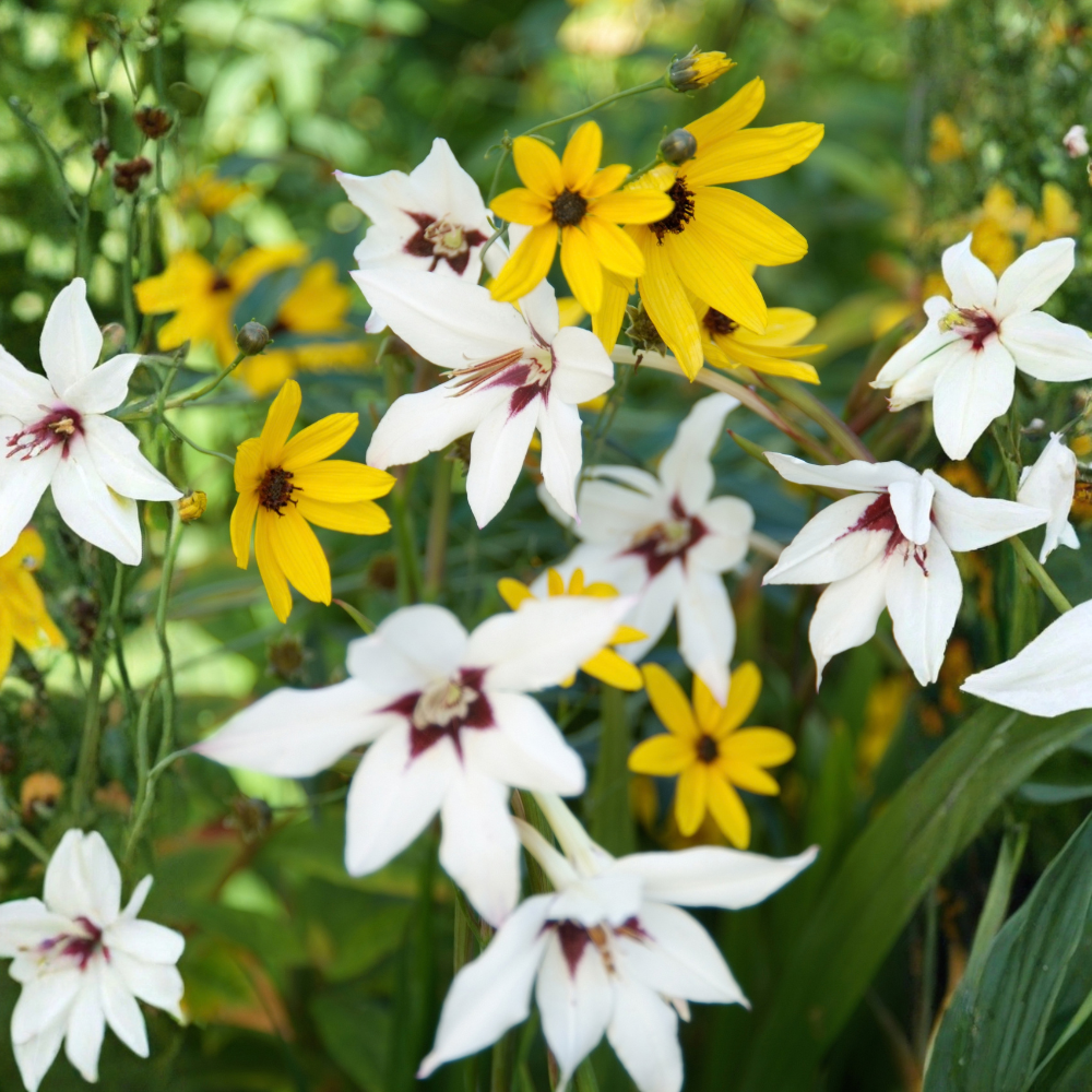 Glaïeul d'Abyssinie "Callianthus Murielae" - 10 pièces
