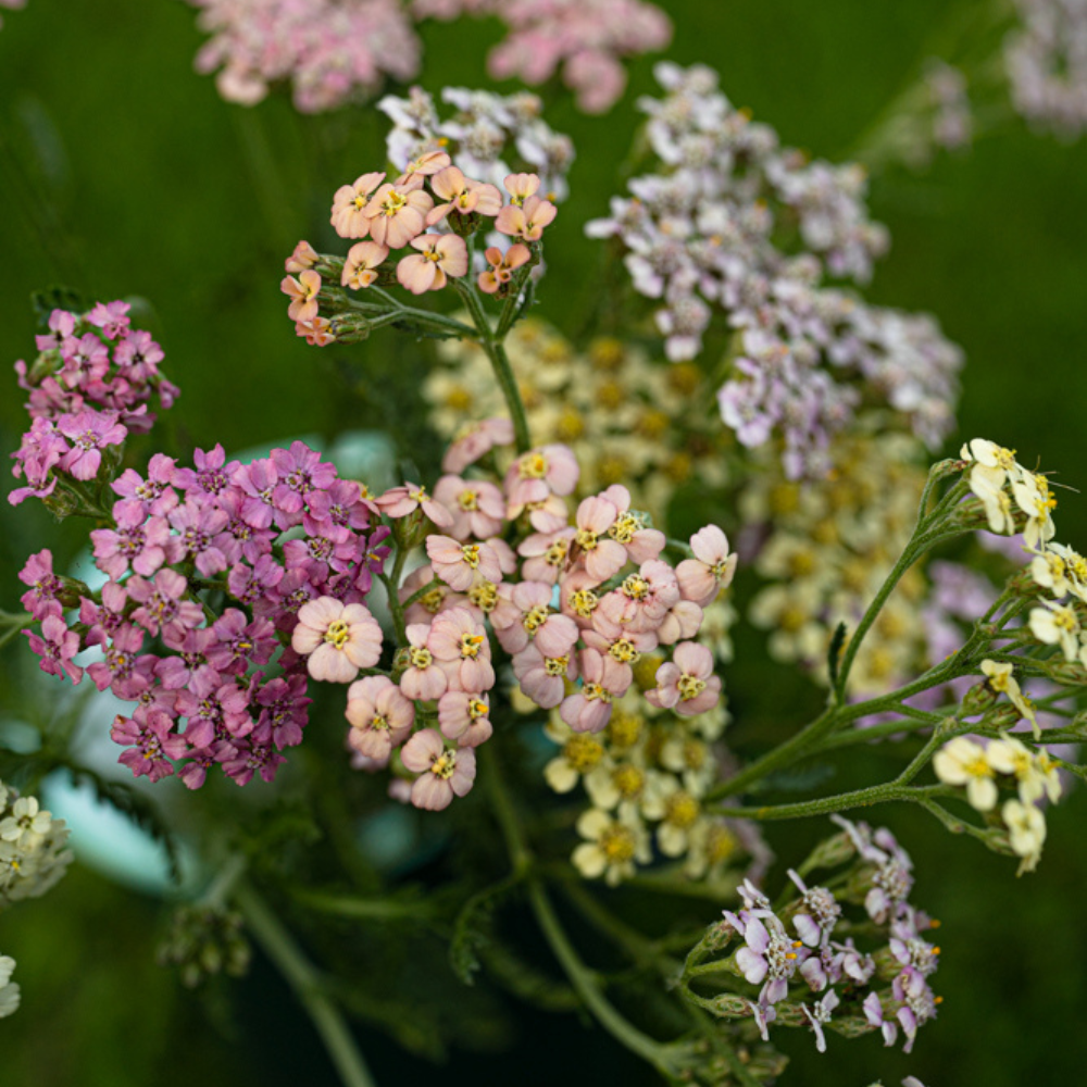 Achillea millefolium (duizendblad) - Summer Pastels