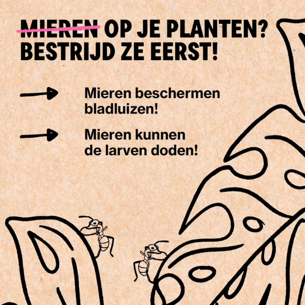 Bladluis bestrijden met Adalia