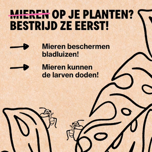 Bladluis bestrijden met Adalia