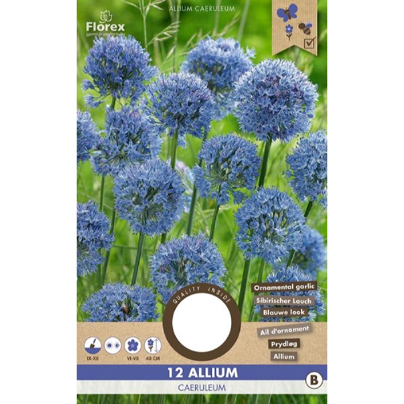 Allium (Zierzwiebel) Caeruleum - 12 Stück