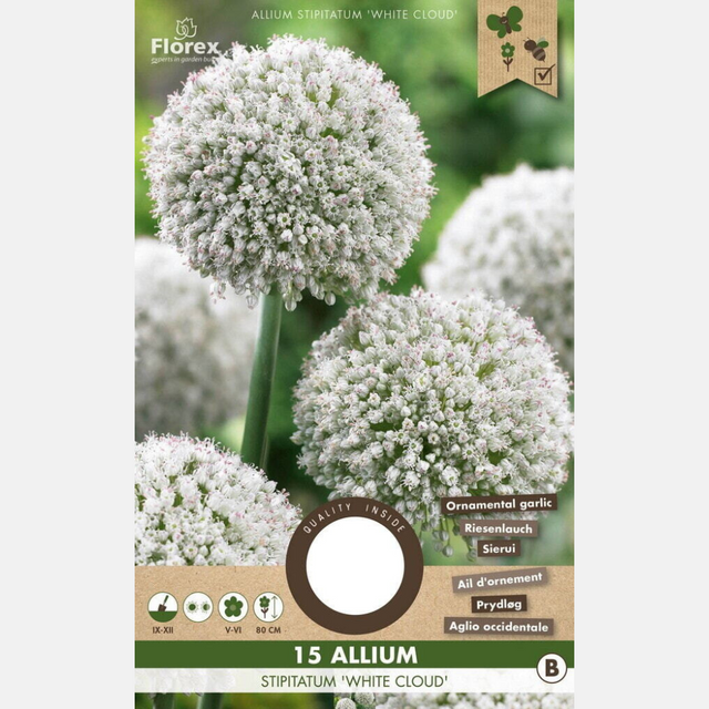 Allium White Cloud - 15 stuks