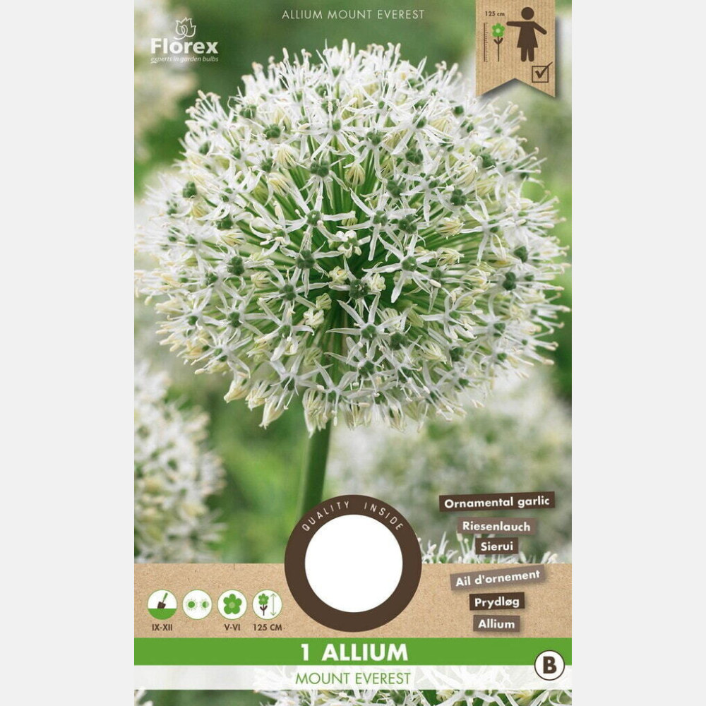 Allium Mount Everest - 1 Stück