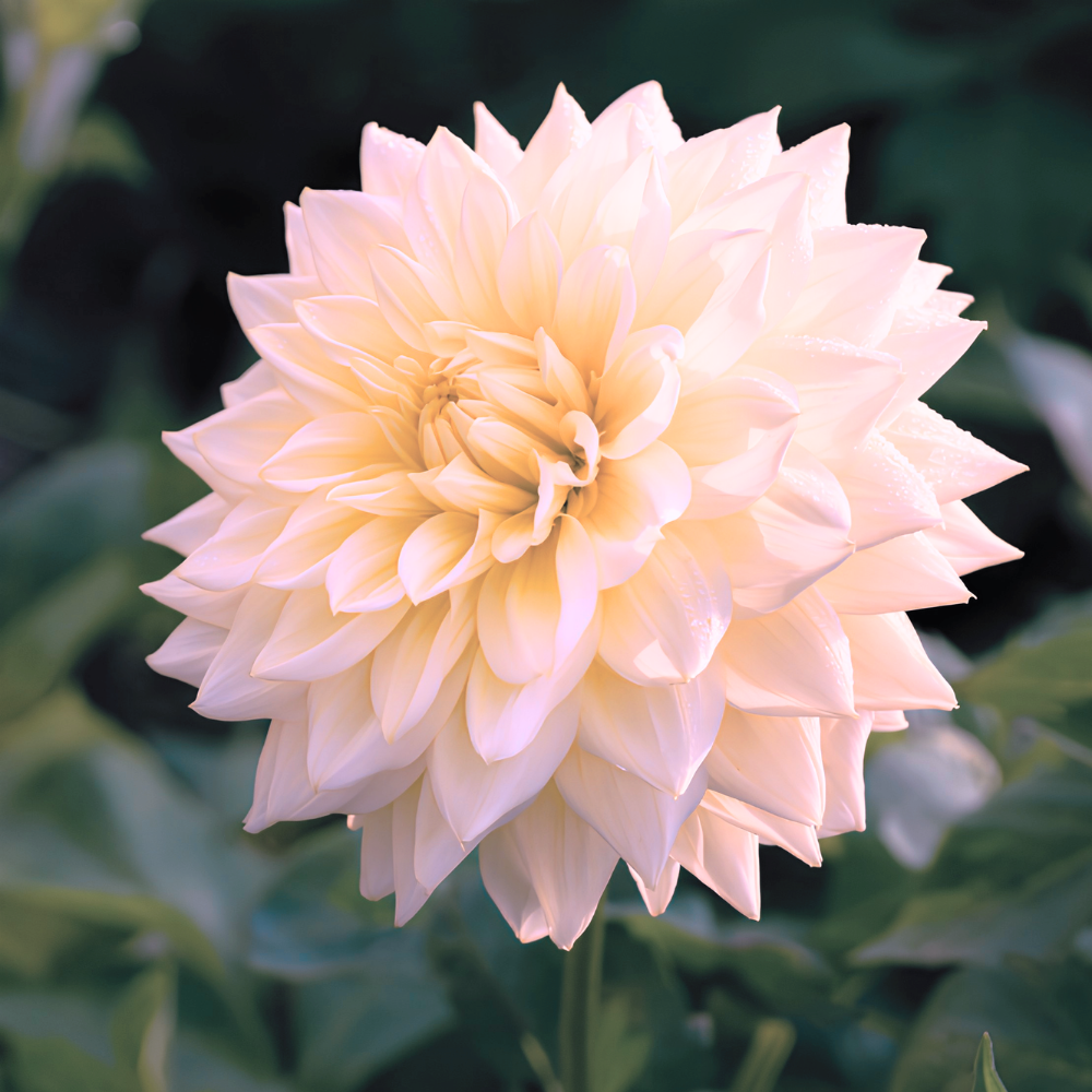 Dahlia 'Alloway Cottage'