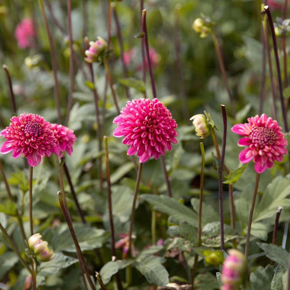 Dahlia 'Alyshia'