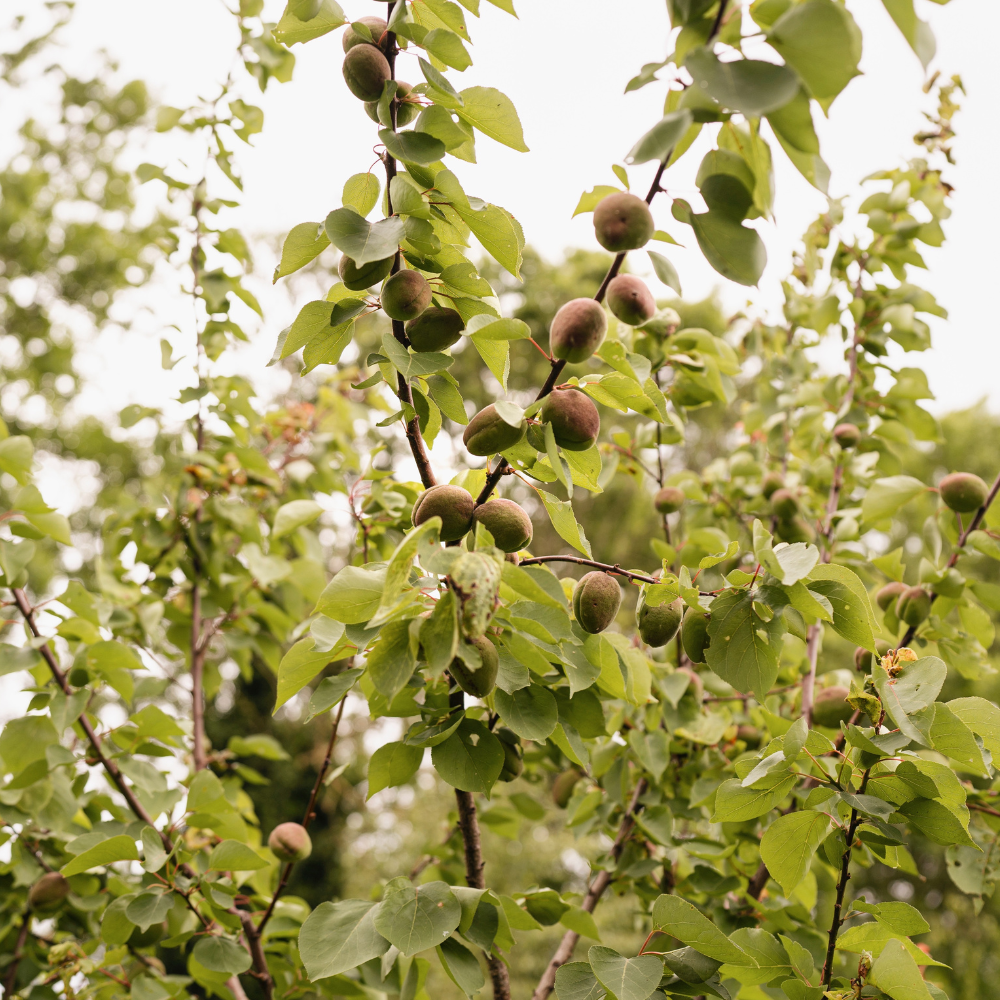 Amandelboom 'Robijn' - Blote wortel