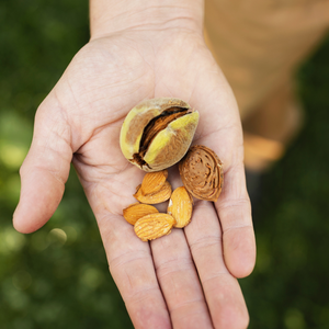 Amandelboom 'Robijn' - Blote wortel