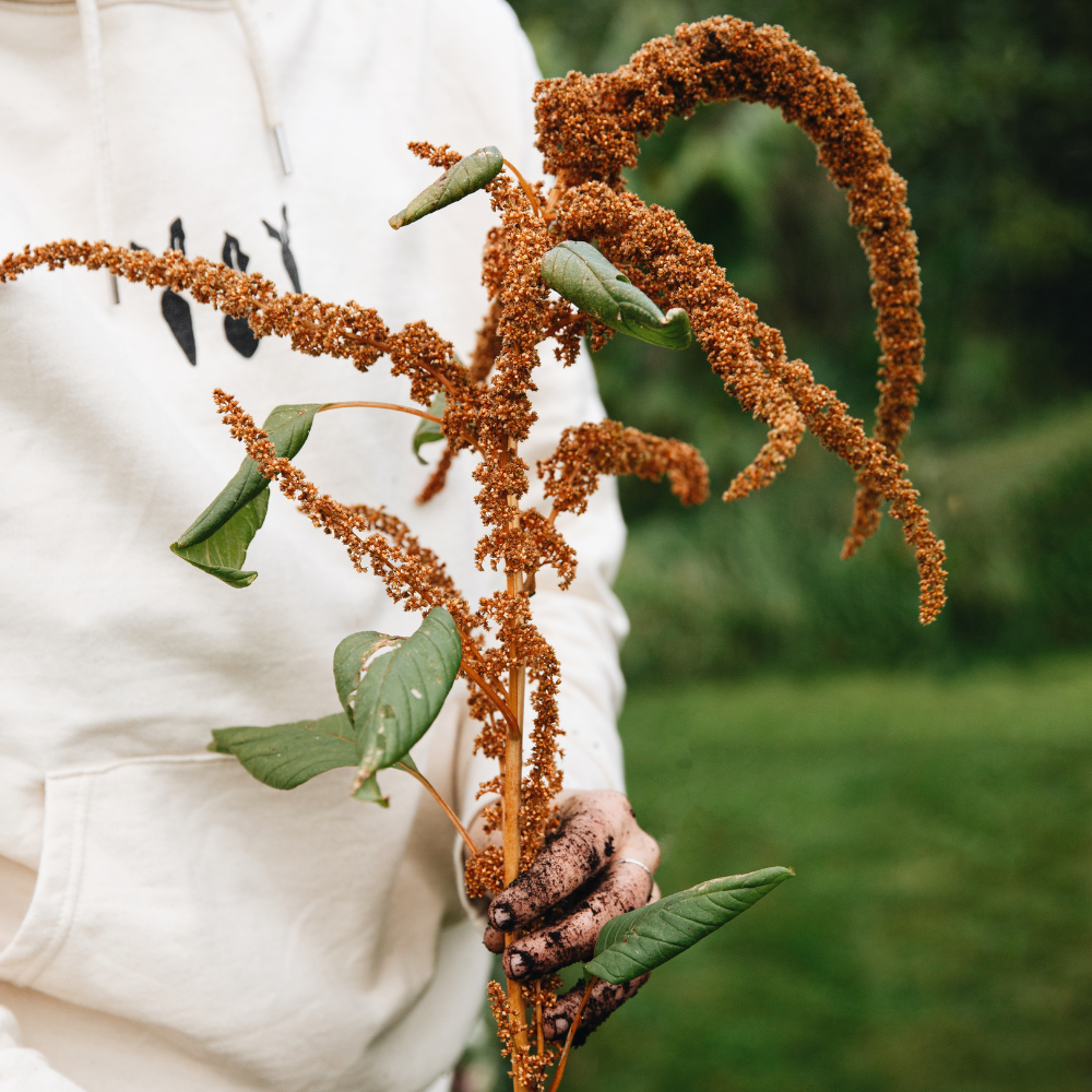 hanging amaranthus plant Amaranthus cruentus (amaranth)