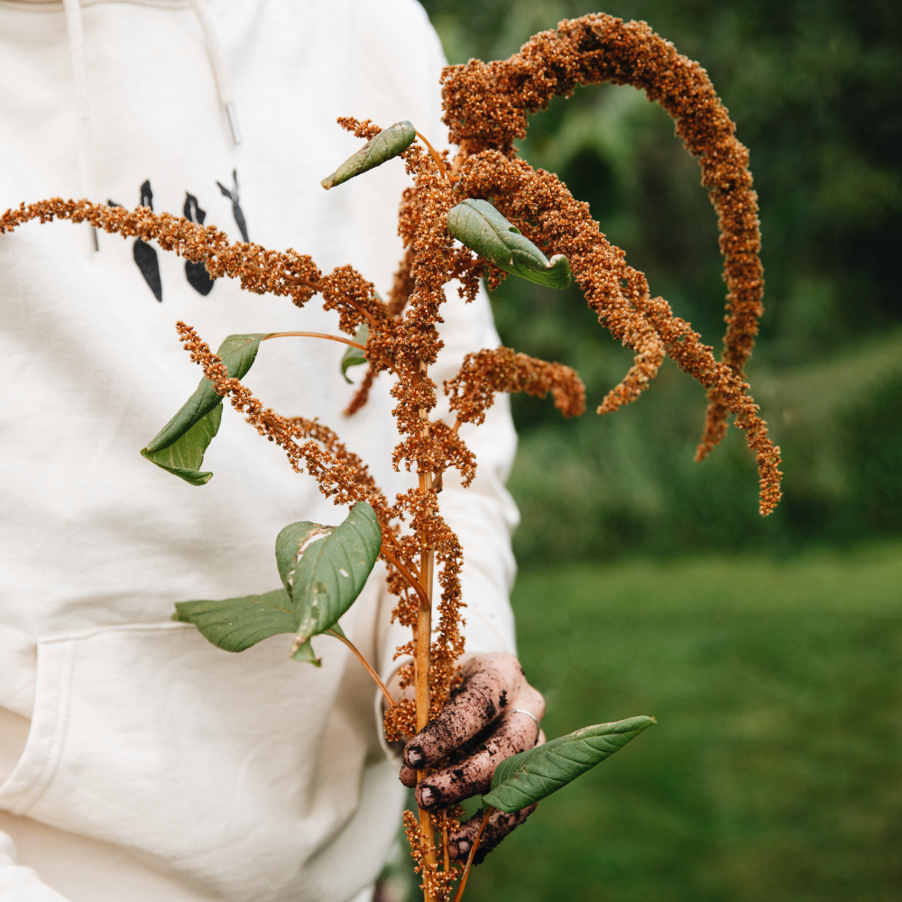 Amaranthus cruentus (amarant) - Hot Biscuit