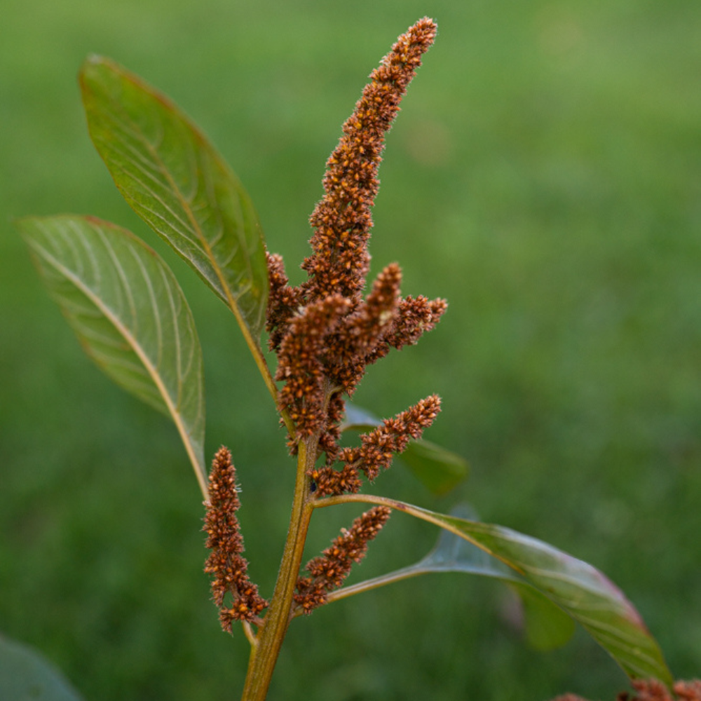 Amaranthus cruentus (Amaranth) – Scharfer Keks