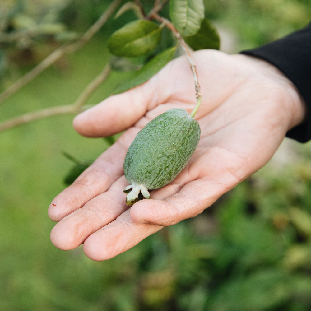 where to buy pineapple guava plant Pineapple Guava 'Autofertile' – PLUKKERS