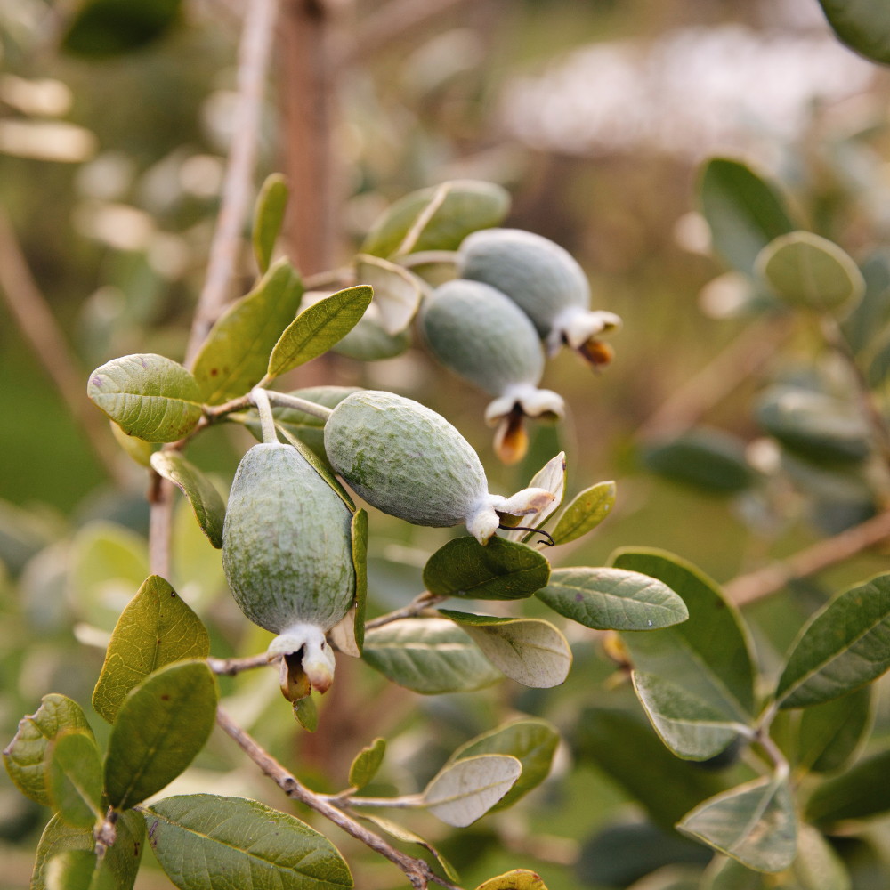 guava pineapple plant Pineapple Guava 'Autofertile' – PLUKKERS