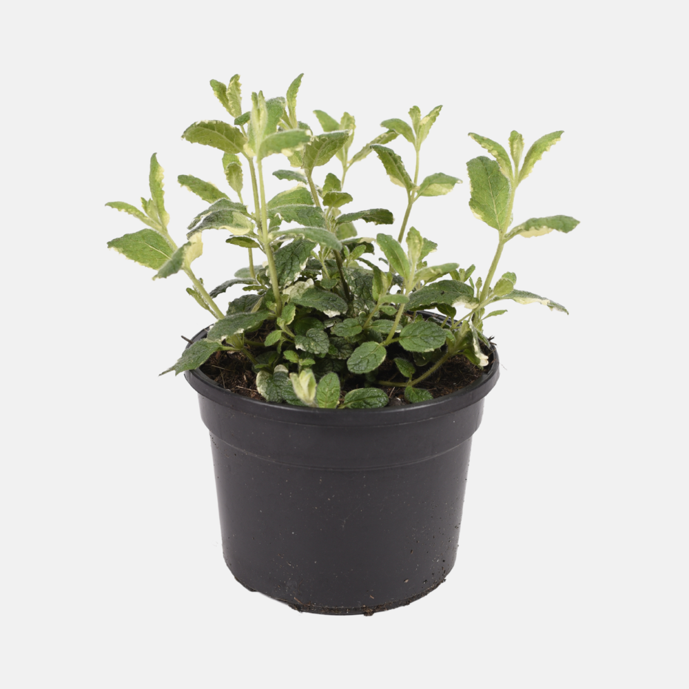 Ananasmunt (mentha suaveolens) - 'Ananas' BIO