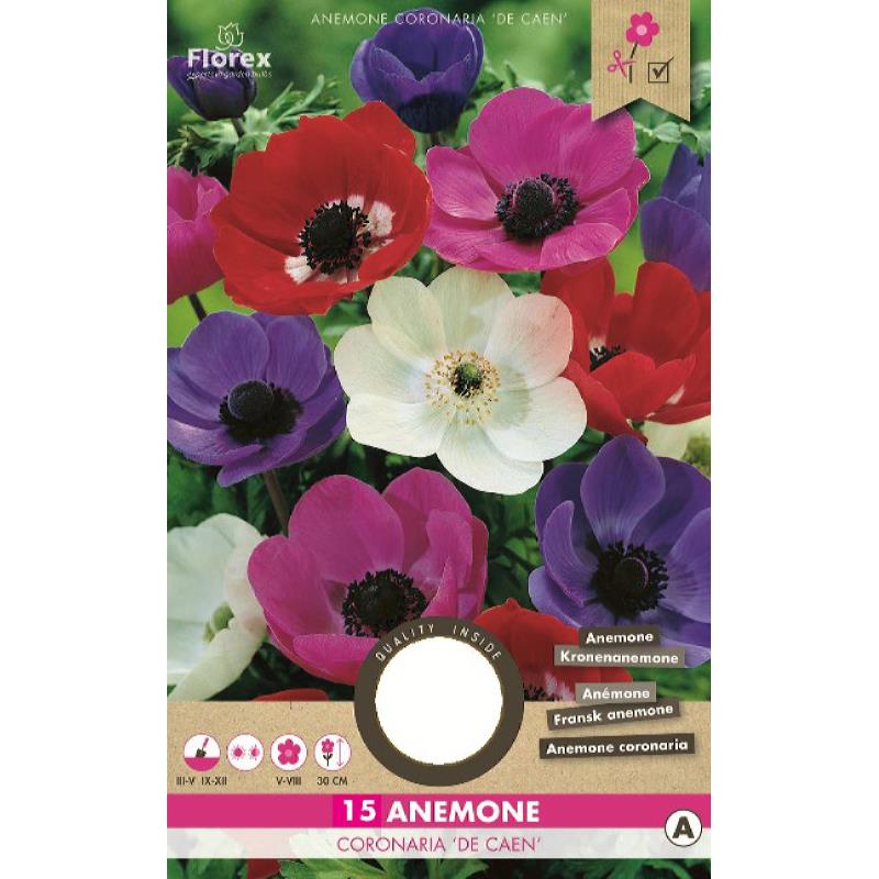 Anemone De Caen Gemischt 5/6 20 Stück